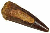 Fossil Spinosaurus Tooth - Real Dinosaur Tooth #327598-1